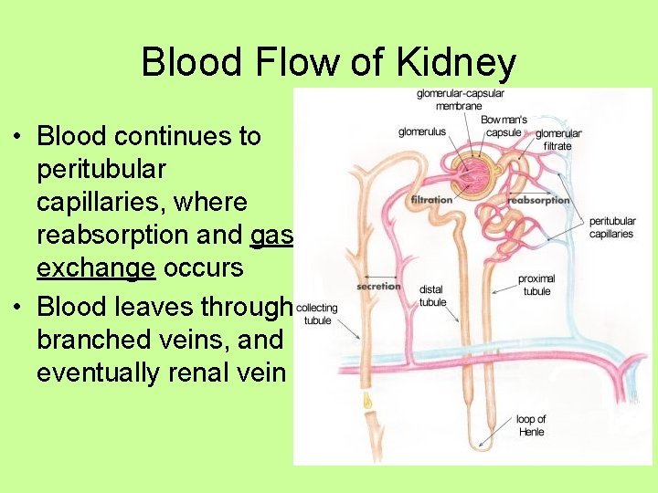 Blood Flow of Kidney • Blood continues to peritubular capillaries, where reabsorption and gas