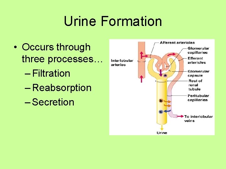 Urine Formation • Occurs through three processes… – Filtration – Reabsorption – Secretion 