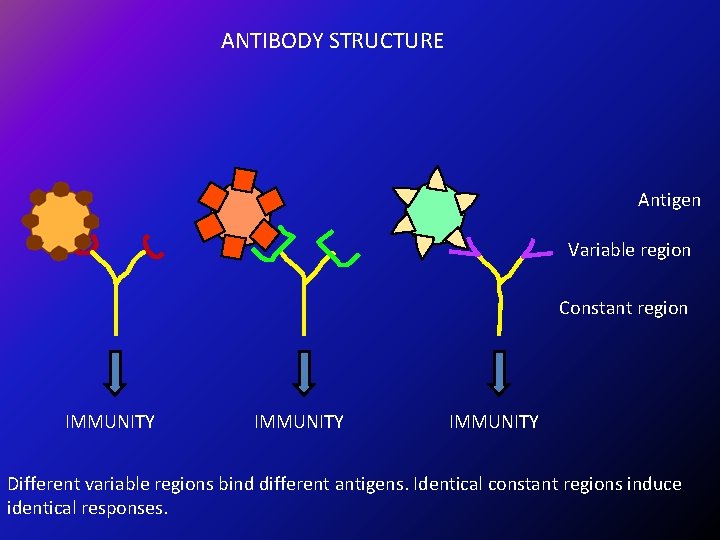 ANTIBODY STRUCTURE Antigen Variable region Constant region IMMUNITY Different variable regions bind different antigens.