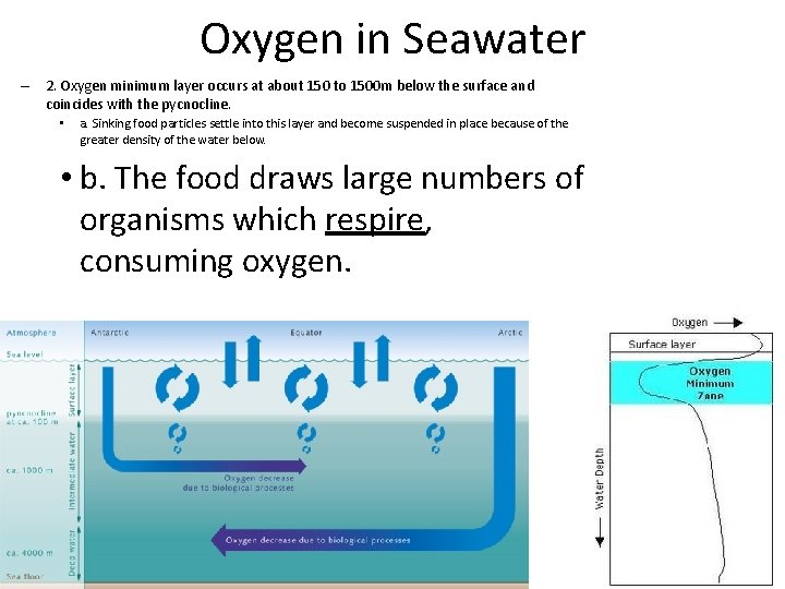 Oxygen in Seawater – 2. Oxygen minimum layer occurs at about 150 to 1500