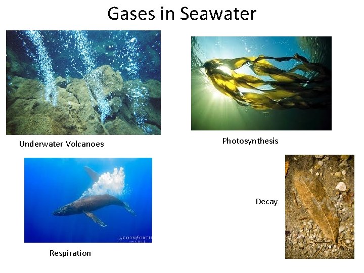 Gases in Seawater Underwater Volcanoes Photosynthesis Decay Respiration 