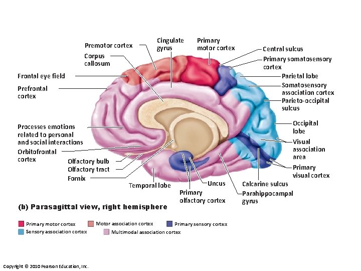 Premotor cortex Corpus callosum Cingulate gyrus Primary motor cortex Frontal eye field Prefrontal cortex