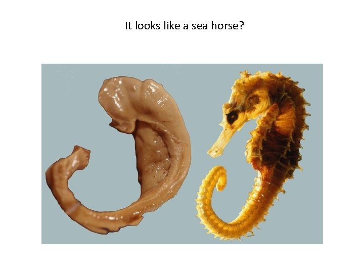 It looks like a sea horse? 