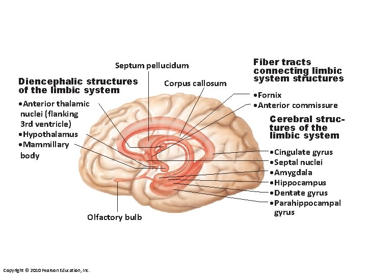 Septum pellucidum Diencephalic structures of the limbic system • Anterior thalamic nuclei (flanking 3