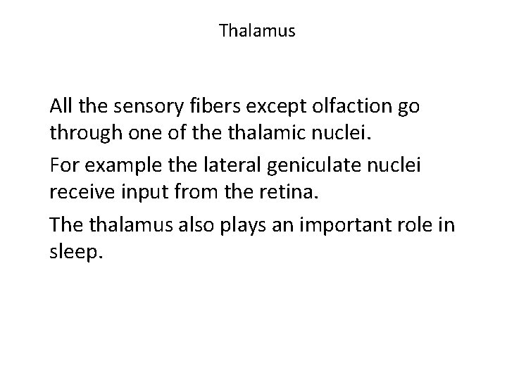 Thalamus All the sensory fibers except olfaction go through one of the thalamic nuclei.