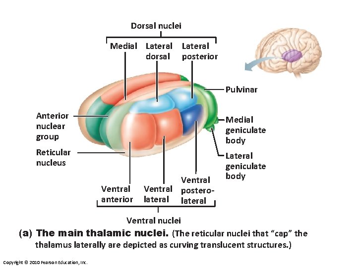 Dorsal nuclei Medial Lateral dorsal Lateral posterior Pulvinar Anterior nuclear group Medial geniculate body