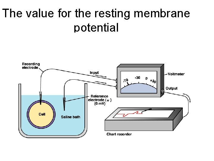 The value for the resting membrane potential 
