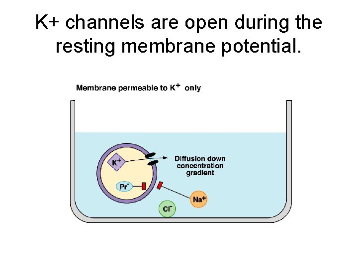 K+ channels are open during the resting membrane potential. 