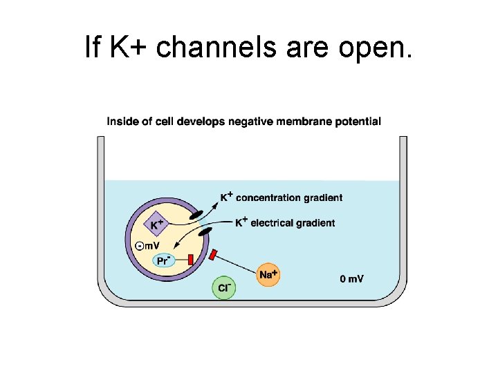 If K+ channels are open. 