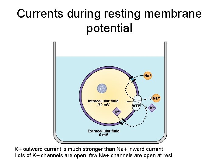 Currents during resting membrane potential K+ outward current is much stronger than Na+ inward