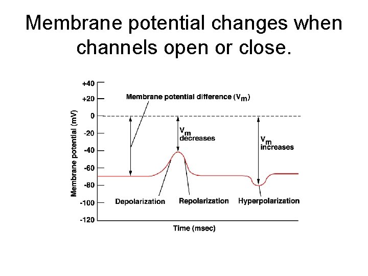 Membrane potential changes when channels open or close. 