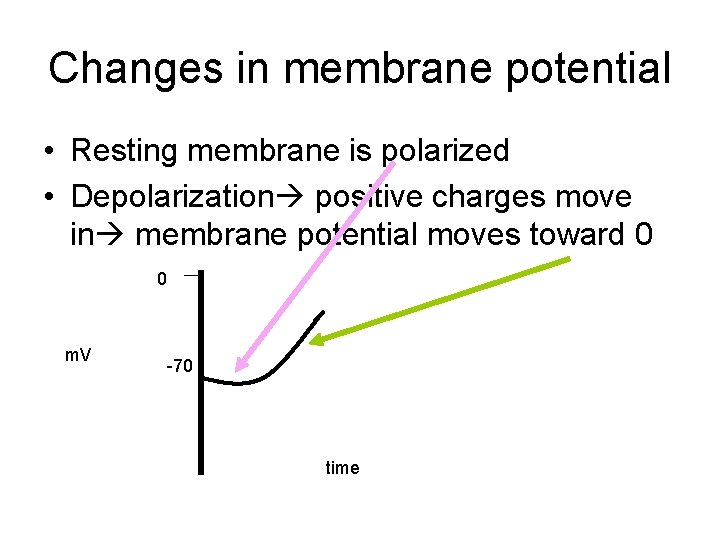 Changes in membrane potential • Resting membrane is polarized • Depolarization positive charges move