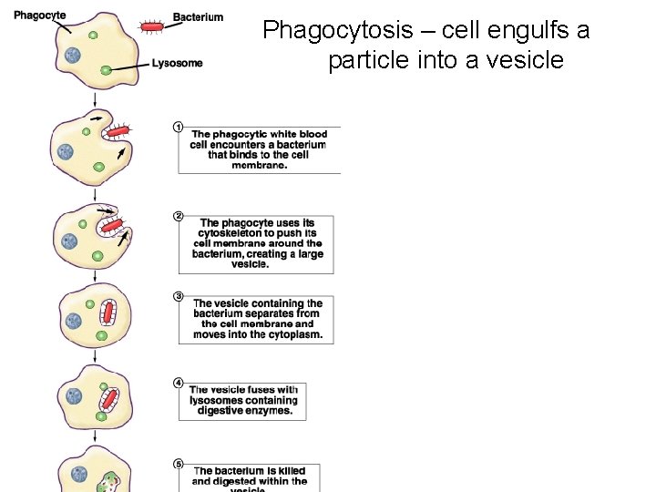 Phagocytosis – cell engulfs a particle into a vesicle 