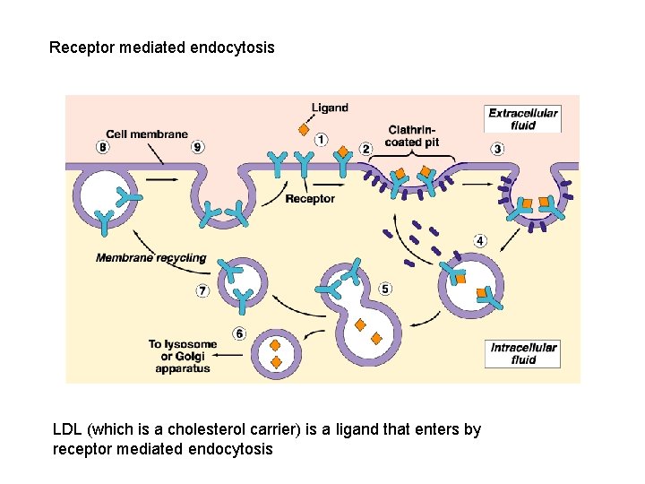 Receptor mediated endocytosis LDL (which is a cholesterol carrier) is a ligand that enters