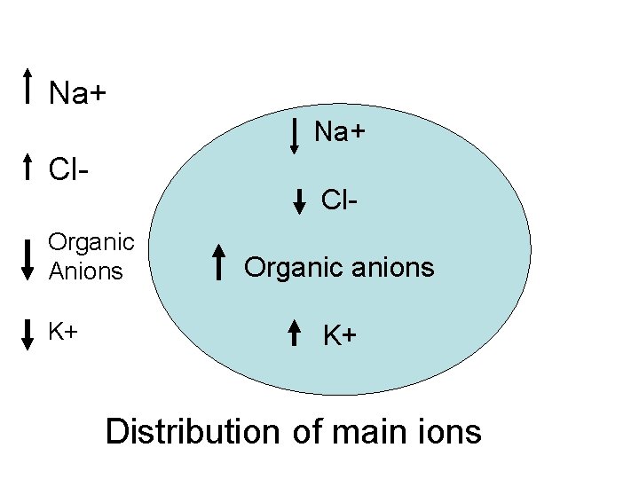 Na+ Cl- Organic Anions K+ Organic anions K+ Distribution of main ions 