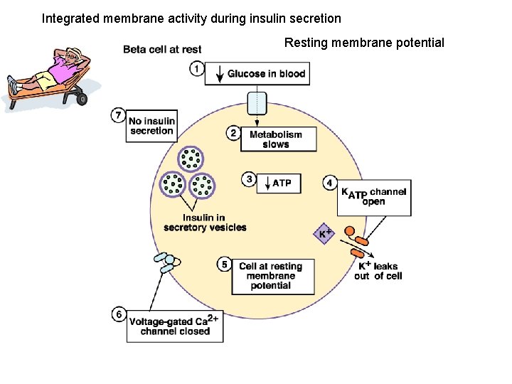 Integrated membrane activity during insulin secretion Resting membrane potential 