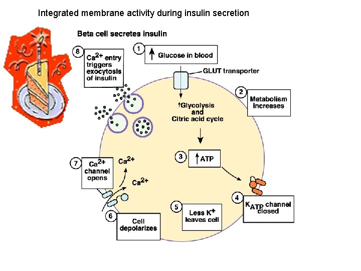 Integrated membrane activity during insulin secretion 
