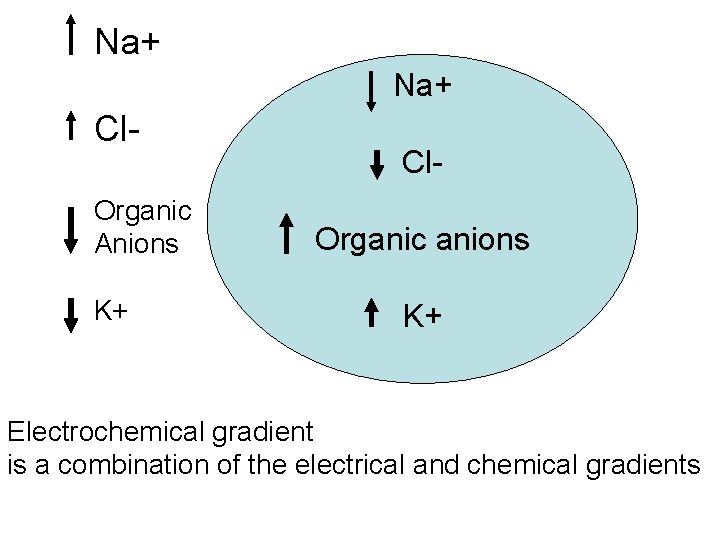 Na+ Cl. Organic Anions K+ Cl. Organic anions K+ Electrochemical gradient is a combination
