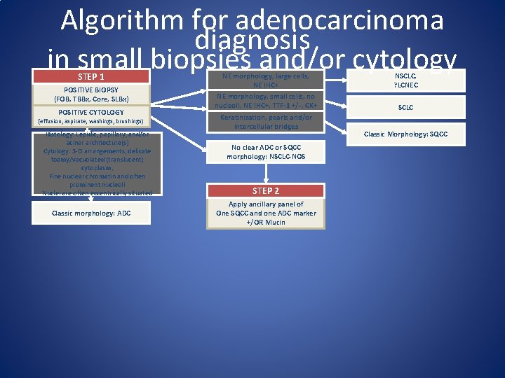 Algorithm for adenocarcinoma diagnosis in small biopsies and/or cytology STEP 1 POSITIVE BIOPSY (FOB,