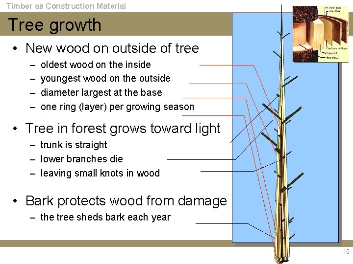 Timber as Construction Material Tree growth • New wood on outside of tree –