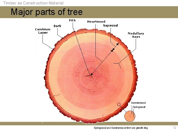 Timber as Construction Material Major parts of tree 12 