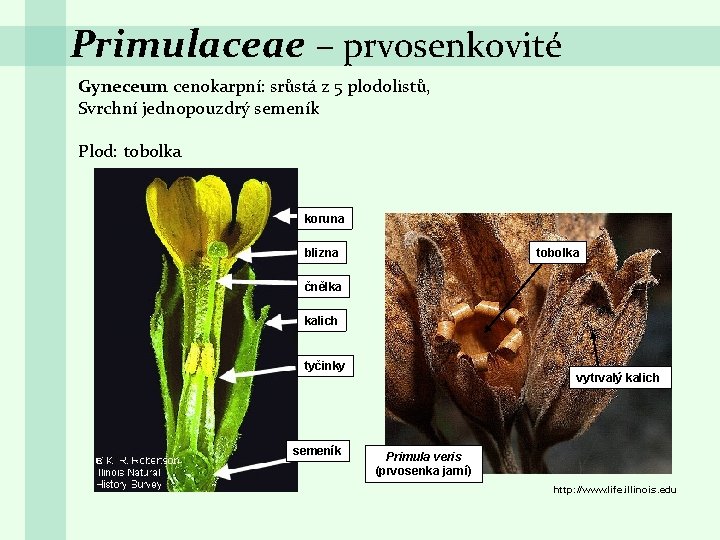 Primulaceae – prvosenkovité Gyneceum cenokarpní: srůstá z 5 plodolistů, Svrchní jednopouzdrý semeník Plod: tobolka