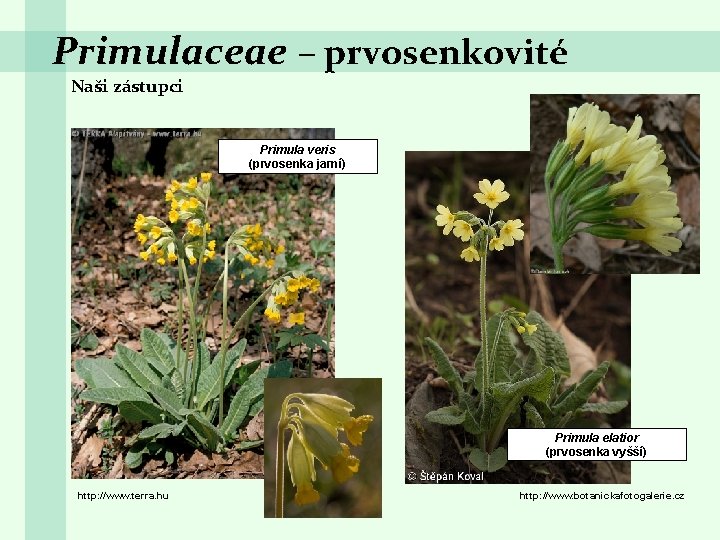Primulaceae – prvosenkovité Naši zástupci Primula veris (prvosenka jarní) Primula elatior (prvosenka vyšší) http: