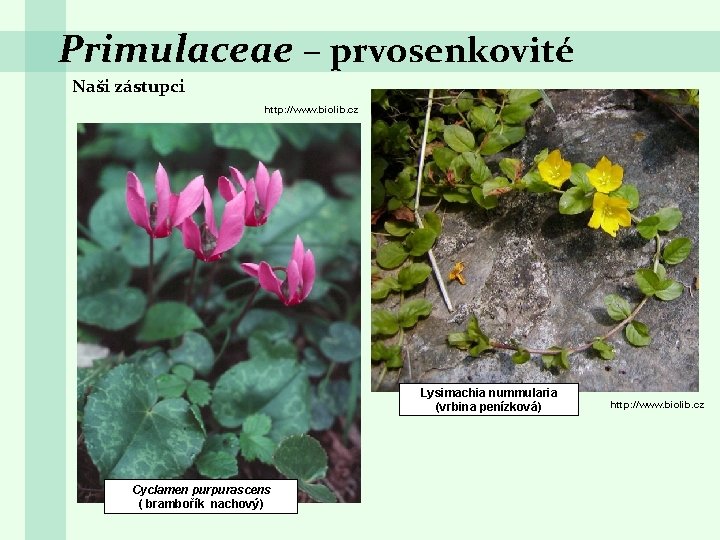 Primulaceae – prvosenkovité Naši zástupci http: //www. biolib. cz Lysimachia nummularia (vrbina penízková) Cyclamen