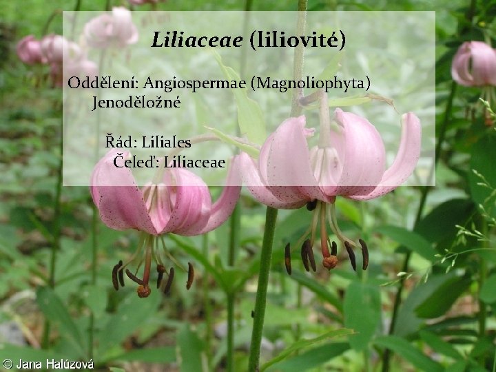 Liliaceae (liliovité) Oddělení: Angiospermae (Magnoliophyta) Jenoděložné Řád: Liliales Čeleď: Liliaceae 