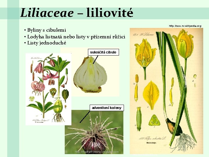 Liliaceae – liliovité http: //sco. m. wikipedia. org • Byliny s cibulemi • Lodyha