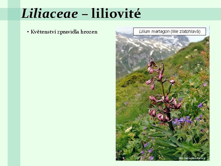 Liliaceae – liliovité • Květenství zpravidla hrozen Lilium martagon (lilie zlatohlavá) http: //en. wikipedia.