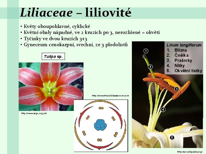 Liliaceae – liliovité • Květy oboupohlavné, cyklické • Květní obaly nápadné, ve 2 kruzích