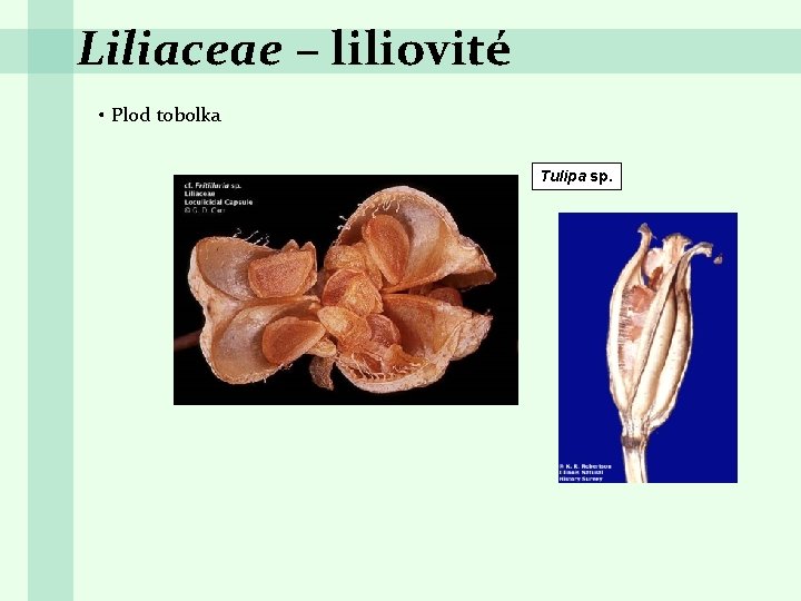 Liliaceae – liliovité • Plod tobolka Tulipa sp. 