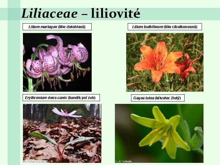 Liliaceae – liliovité Lilium martagon (lilie zlatohlavá) Erythronium dens-canis (kandík psí zub) Lilium bulbiferum