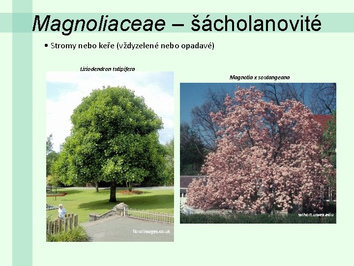 Magnoliaceae – šácholanovité • Stromy nebo keře (vždyzelené nebo opadavé) Liriodendron tulipifera Magnolia x