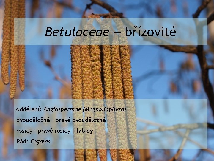 Betulaceae – břízovité oddělení: Angiospermae (Magnoliophyta) dvouděložné - pravé dvouděložné rosidy - pravé rosidy