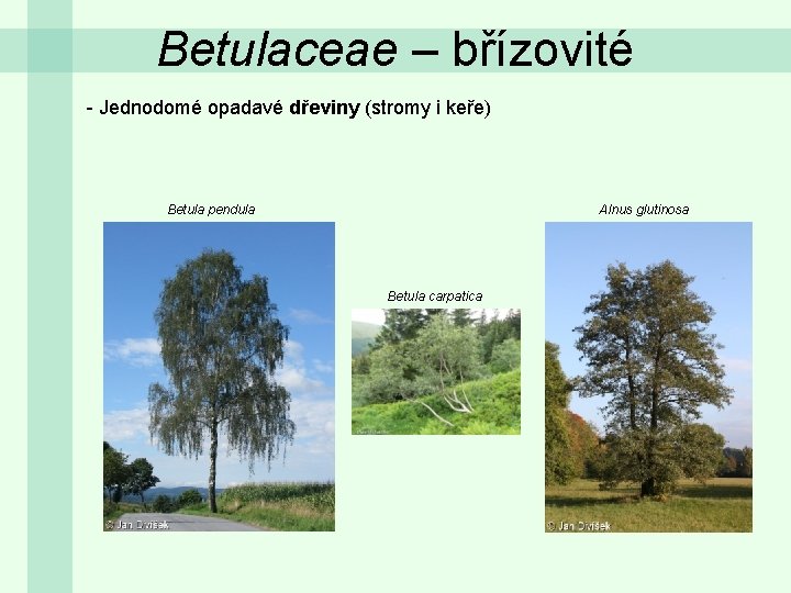 Betulaceae – břízovité - Jednodomé opadavé dřeviny (stromy i keře) Betula pendula Alnus glutinosa