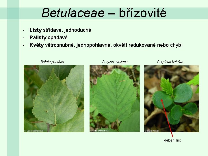 Betulaceae – břízovité - Listy střídavé, jednoduché - Palisty opadavé - Květy větrosnubné, jednopohlavné,