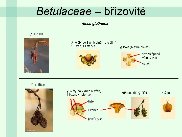 Betulaceae – břízovité Alnus glutinosa ♂ jehněda ♂ květy po 3 (s 4četným okvětím),