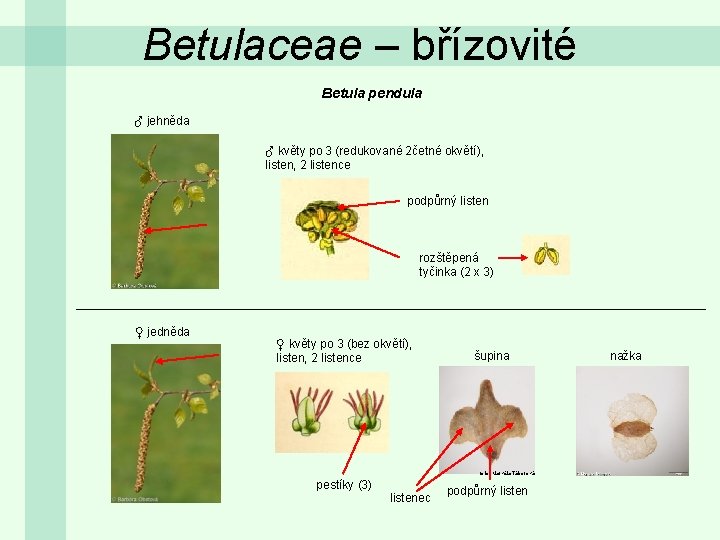 Betulaceae – břízovité Betula pendula ♂ jehněda ♂ květy po 3 (redukované 2četné okvětí),