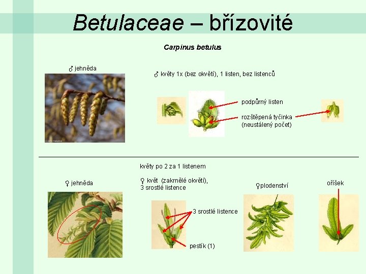Betulaceae – břízovité Carpinus betulus ♂ jehněda ♂ květy 1 x (bez okvětí), 1