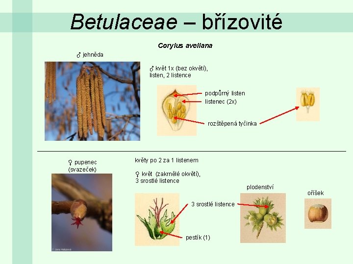 Betulaceae – břízovité Corylus avellana ♂ jehněda ♂ květ 1 x (bez okvětí), listen,