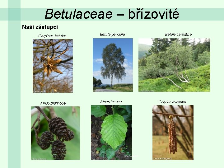 Betulaceae – břízovité Naši zástupci Carpinus betulus Alnus glutinosa Betula pendula Alnus incana Betula