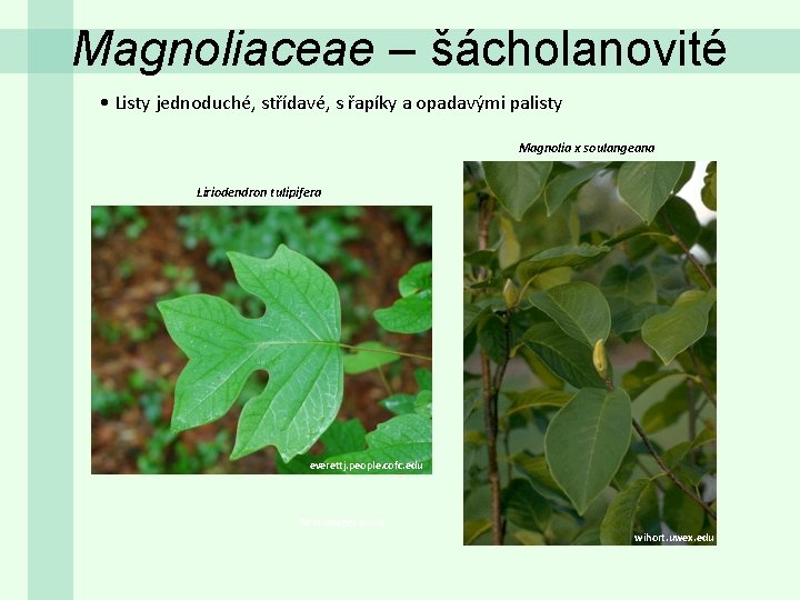 Magnoliaceae – šácholanovité • Listy jednoduché, střídavé, s řapíky a opadavými palisty Magnolia x