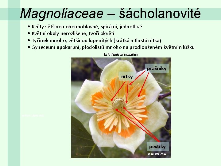 Magnoliaceae – šácholanovité • Květy většinou oboupohlavné, spirální, jednotlivé • Květní obaly nerozlišené, tvoří