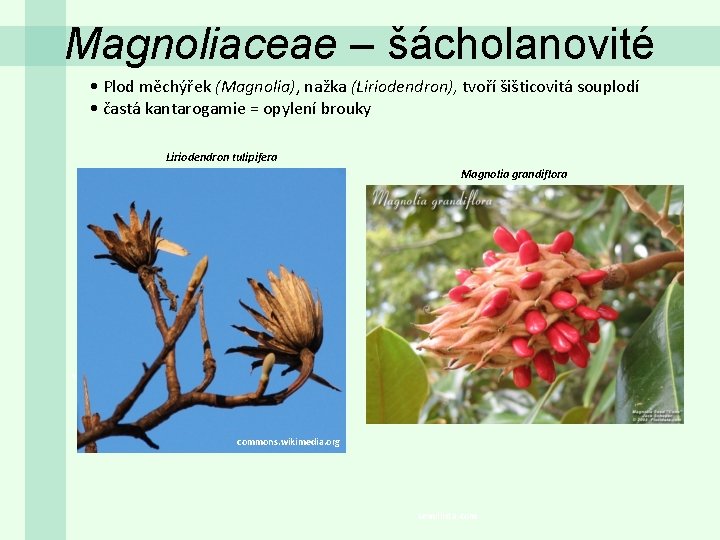 Magnoliaceae – šácholanovité • Plod měchýřek (Magnolia), nažka (Liriodendron), tvoří šišticovitá souplodí • častá