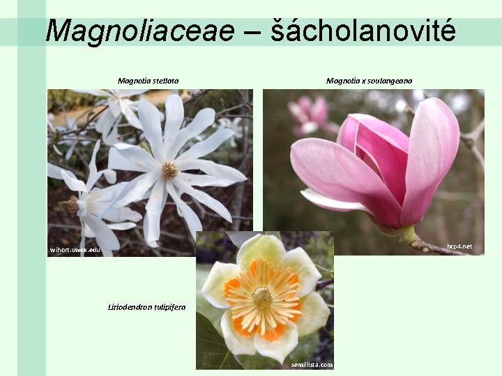 Magnoliaceae – šácholanovité Magnolia stellata Magnolia x soulangeana hcp 4. net wihort. uwex. edu