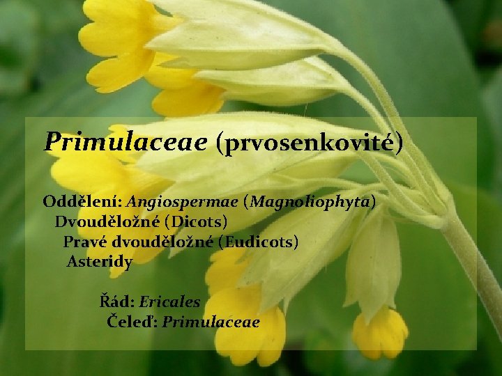 Primulaceae (prvosenkovité) Oddělení: Angiospermae (Magnoliophyta) Dvouděložné (Dicots) Pravé dvouděložné (Eudicots) Asteridy Řád: Ericales Čeleď: