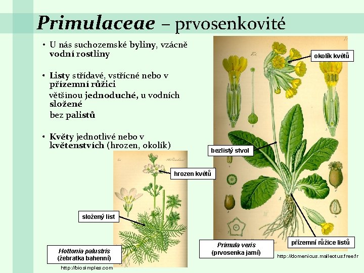 Primulaceae – prvosenkovité • U nás suchozemské byliny, vzácně vodní rostliny okolík květů •