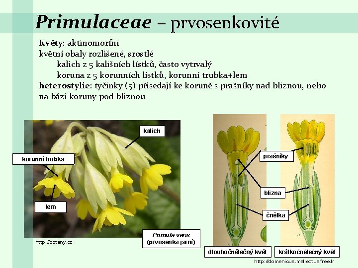 Primulaceae – prvosenkovité Květy: aktinomorfní květní obaly rozlišené, srostlé kalich z 5 kališních lístků,